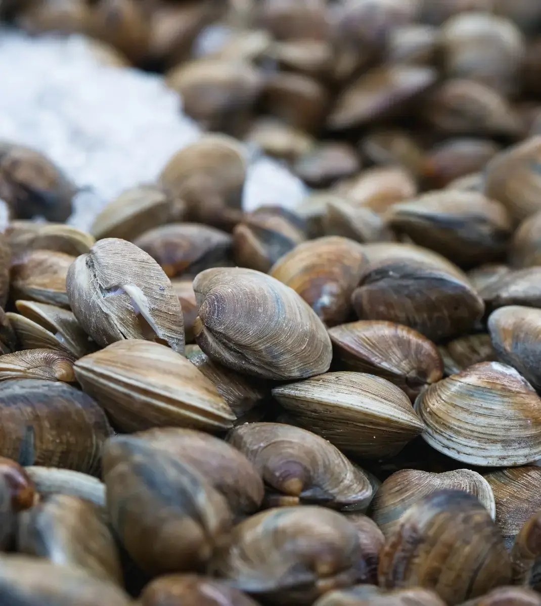 POSN Case Study - Shellfish