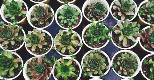 1907_GardenFeatures_Feature (1)